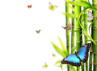 Exotic butterflies in bamboo, isolated on white background