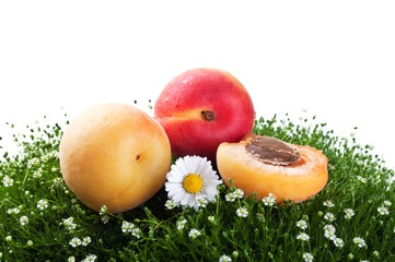 fresh apricot on a green grass