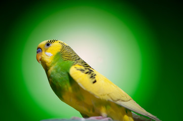 parrot budgies
