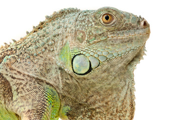 green iguana muzzle