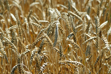 Fototapeta premium Fields of wheat
