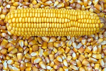 Background of Corn Cob and corn kernel
