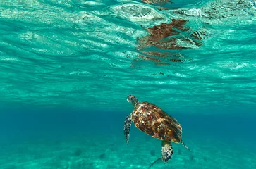 Photo sur Plexiglas Tortue Tortue dans la nature de la mer des Caraïbes