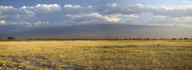 African savannah with Kilimanjaro