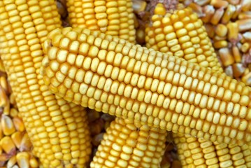 Background of Corn Cob and corn kernel