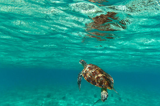 Turtle in nature of Caribbean sea