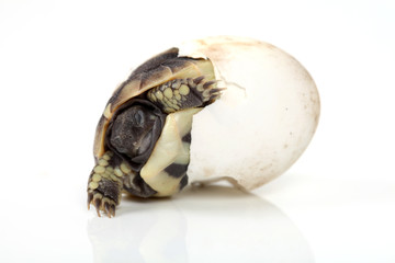 Schildkröte im Ei - obrazy, fototapety, plakaty