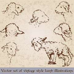 Vintage style cute lamb illustrations