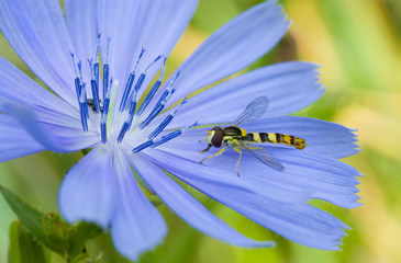 Little species of wasp in search of morning moisture