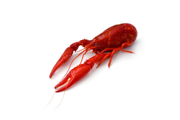 Crayfish