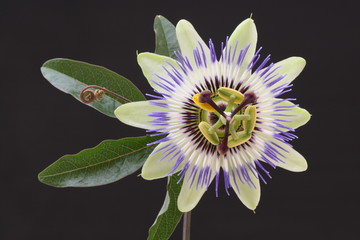 blaue Passionsblume