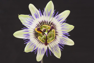 blaue Passionsblume