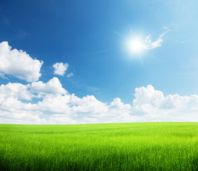 Obraz premium grass and perfect sky