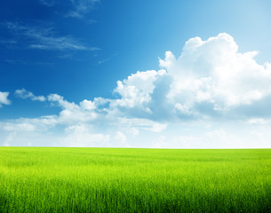 Fototapeta na wymiar trawy i perfect sky