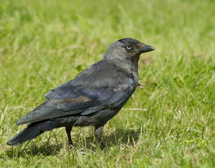 Jackdaw