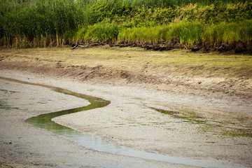 Suche jezioro w lesie © sitriel