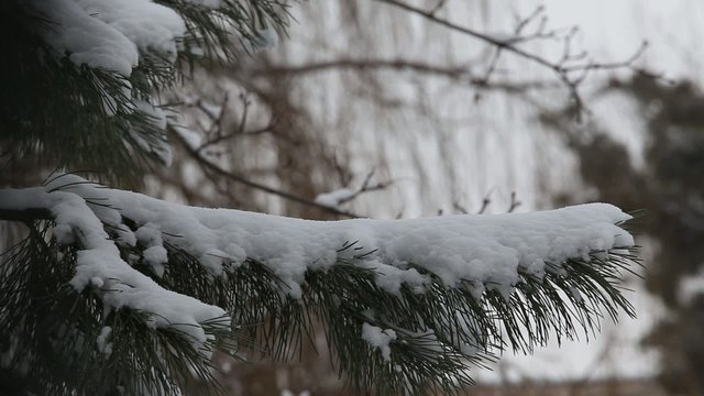 Branches of trees in the snow