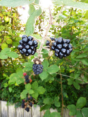 Blackberries