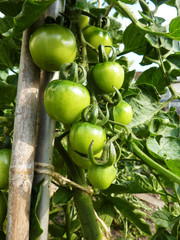 Green Tomatoes Growing