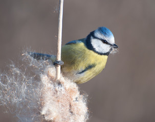 Синица лазоревка на рогозе © alex_bor