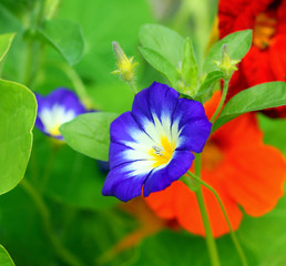 Beautiful garden flowers close up