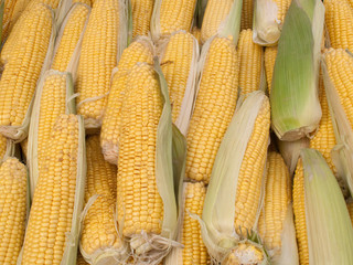 Lost of sweetcorn corn cobs close up.