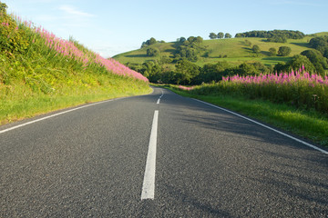 Country road in Wales with rosebay willowherb verges.