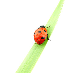 ladybug on grass