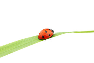 ladybug on grass