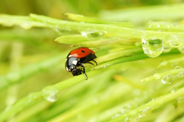 ladybug on grass