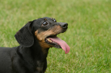 Black and Tan Short Haired Dachshund