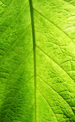 Green Leaf Texture