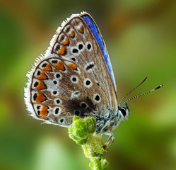 Butterfly (Due Lycaenidae)