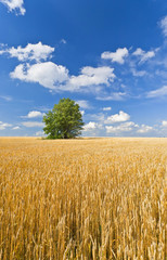 Naklejka premium alone tree in wheat field