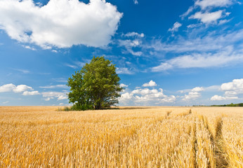 alone tree in wheat field