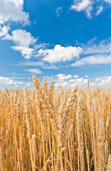 gold ears of wheat under sky