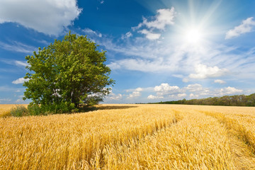 alone tree in wheat field