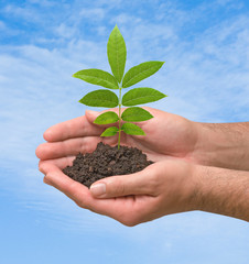 Sapling in hands