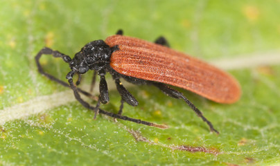 Pyrochroidae beetle sitting on leaf