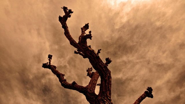 Golden_tree