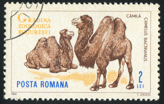 poststamp camel