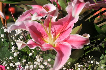 Fototapeta premium ikebana flower