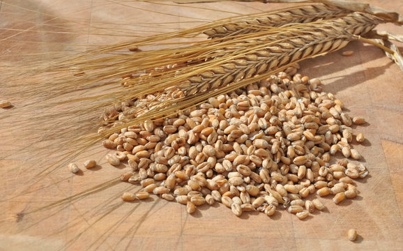 graines de c&eacute;r&eacute;ales