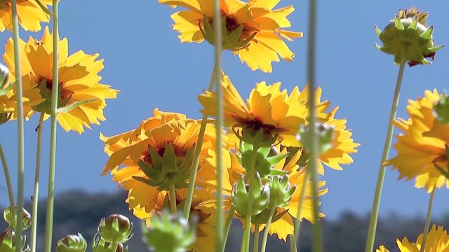 blumen