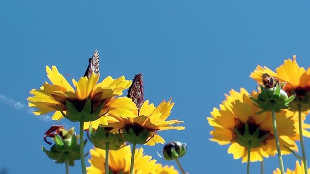 schmetterlinge auf blumen
