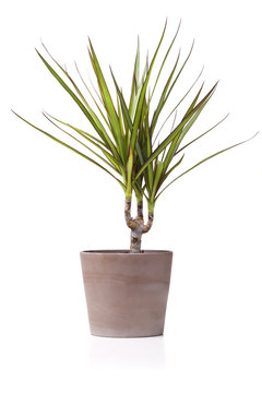 Juka kwiatek w doniczce