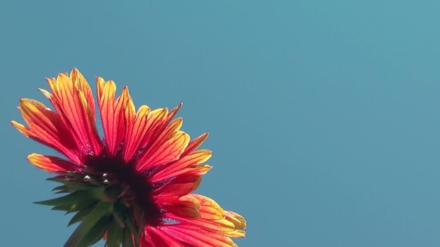 bl&uuml;te