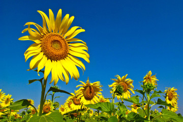 Sunflower in Thailand