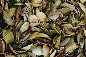 Coquilles saint jacques