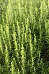 Rosemary bush green backdrop